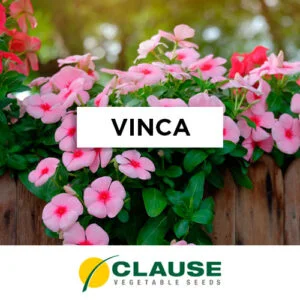 SEMILLA VINCA x 25 Gr.