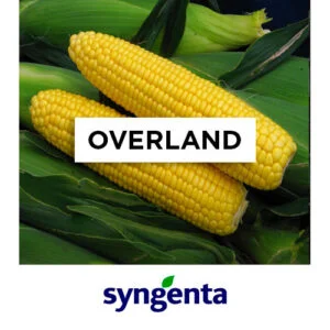 SEMILLA CHOCLO OVERLAND SYNGENTA x 25.000 Un.