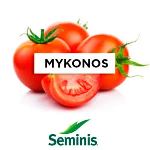 SEMILLA TOMATE MYKONOS x 1.000 Un.
