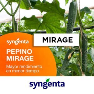 SEMILLA PEPINO MIRAGE  x 1.000 Un.