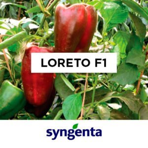SEMILLA PIMIENTO LORETO F1 x 1000 Un.