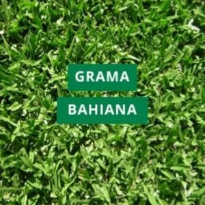 CESPED GRAMA BAHIANA x 1 Kg