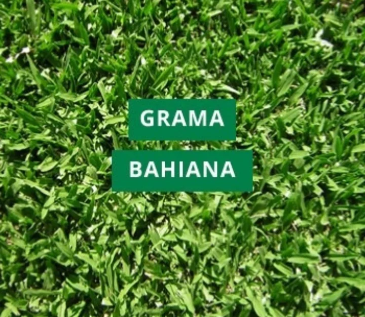 CESPED GRAMA BAHIANA x 1 Kg