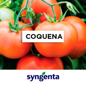 SEMILLA TOMATE COQUENA F1 x 1.000 Un.