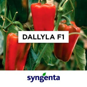 SEMILLA PIMIENTO DALLYLA F1 x 2000 Un.