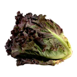 SEMILLA LECHUGA MORADA ROSSIA x 100 Gr.
