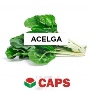 acelga penca verde x 10 kg
