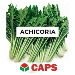 SEMILLA ACHICORIA CATALOGNA SELECCIÓN ISCHIA x 1/2 Kg.