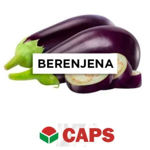 SEMILLA BERENJENA HÍBRIDA BARCELONA F1 x 1.000 Un.