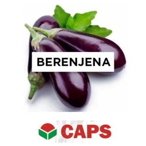 SEMILLA BERENJENA HÍBRIDA NEREA F1 x 1.000 Un.