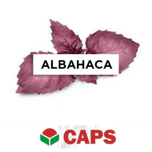 SEMILLA ALBAHACA ROJA RED RUBIN x 1/2 Kg.