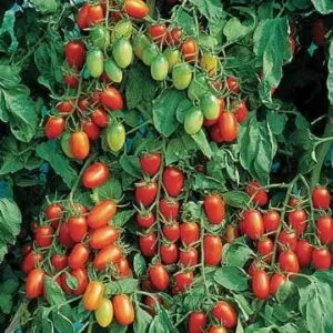 SEMILLA TOMATE CHERRY JULIET x 1.000 Un.