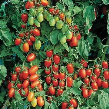 SEMILLA TOMATE CHERRY JULIET x 1.000 Un.
