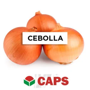 SEMILLA CEBOLLA HÍBRIDA GRANO DE ORO F1 DENSIDOR x  1/2 Kg.