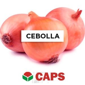 SEMILLA CEBOLLA COLORADA CHATA INTA x 5 Kg.