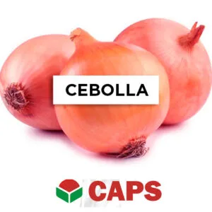 SEMILLA CEBOLLA COLORADA CHATA INTA x 5 Kg.