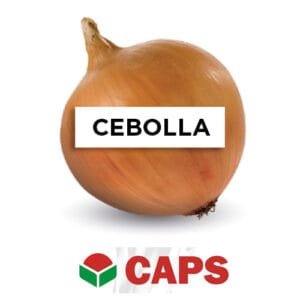 SEMILLA CEBOLLA HÍBRIDA F1 NEVIX x 100.000 Un.