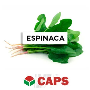 SEMILLA ESPINACA F1 TIRZA x 100.000 Un.