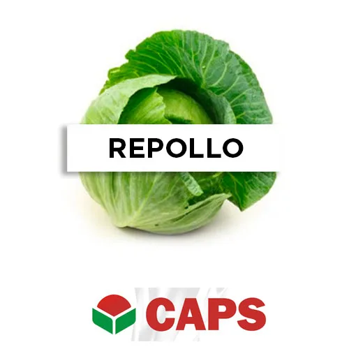 SEMILLA REPOLLO F1 GREEN CORONET x 25 Gr.