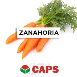 SEMILLA ZANAHORIA CHANTENAY x 500grs.