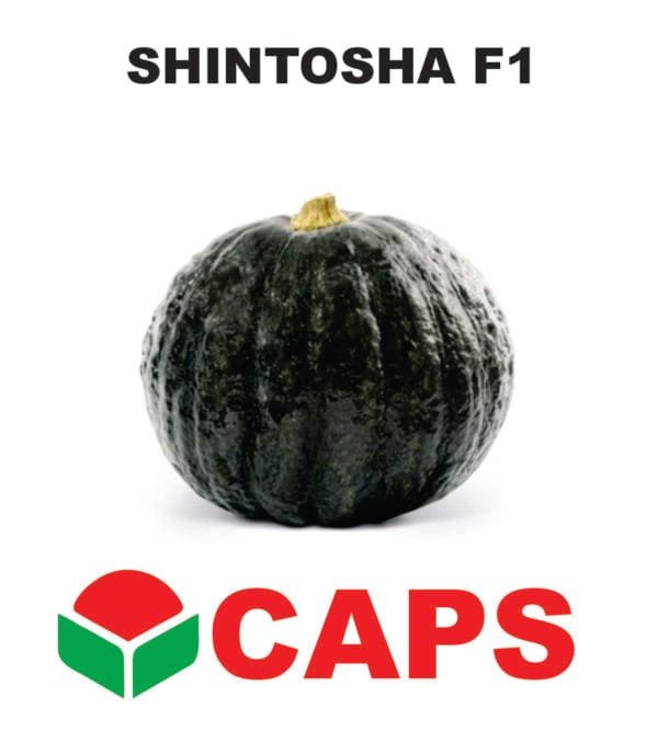 SEMILLA ZAPALLO SHINTOSHA F1 CAPS x400grs