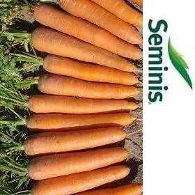 SEMILLA ZANAHORIA ESPERANZA 1.6 /2 x250.000s