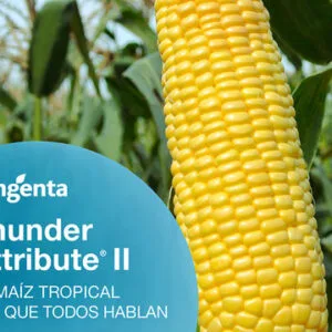 SEMILLA MAIZ THUNDER X10.000s